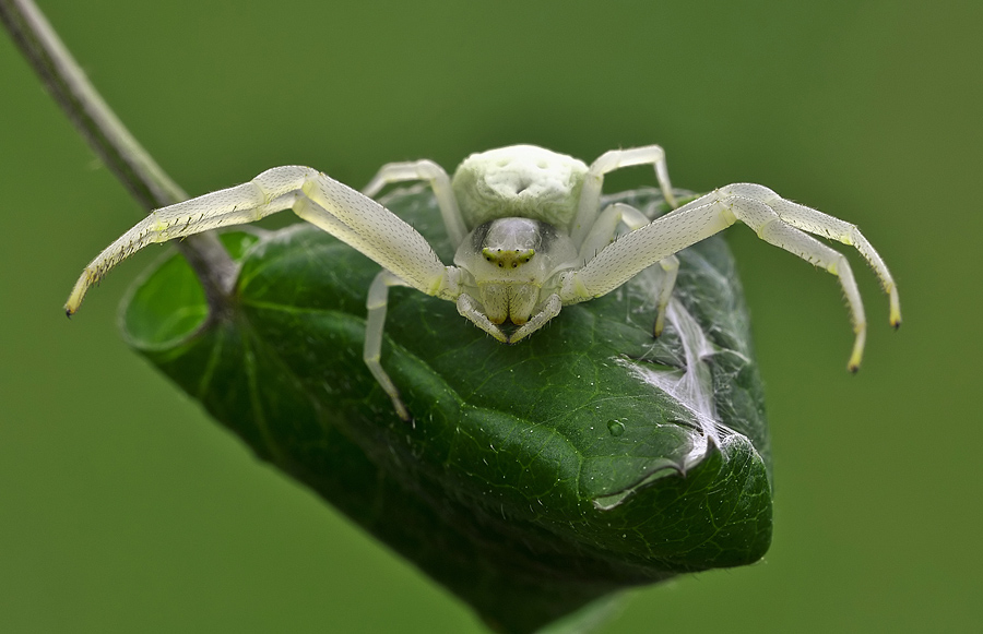 Misumena vatia